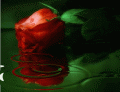 Gif rose